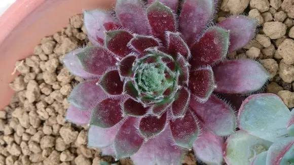 如何清理灰尘让多肉变成小清新