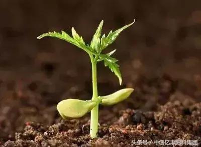 为什么果园要土壤改良,果园改良种植技术