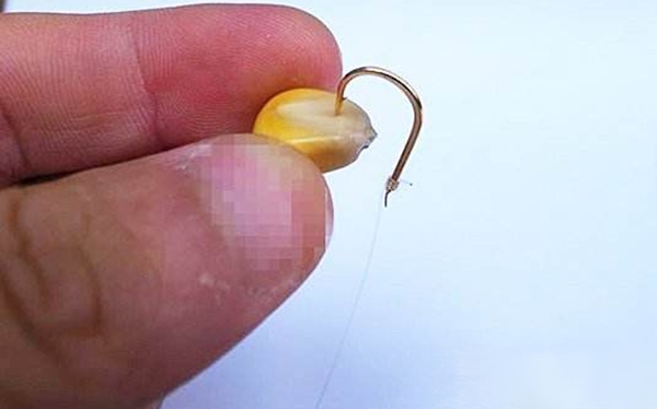 玉米粒不好钓鱼？夏天试试这几种用法，鲫鲤鱼好钓到怀疑人生