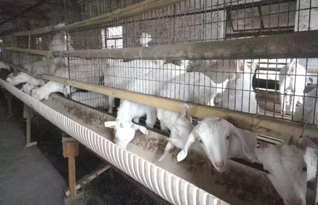 育肥羊关节肿大是咋回事,养羊下巴肿大怎么办