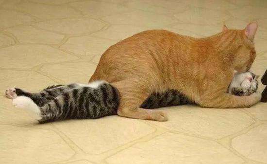 动物冷知道：那些奇怪的羞羞的方式，你们感受一下……