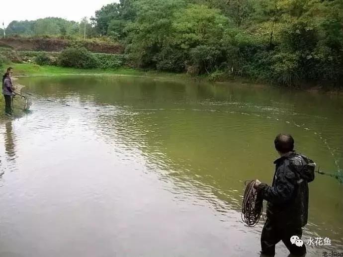 鱼苗气泡病,鱼苗气泡