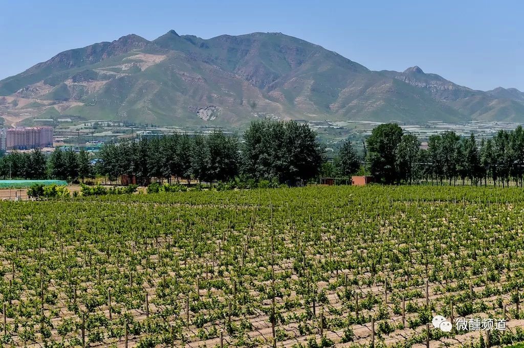 长城桑干酒庄哪款酒好,长城桑干酒庄官方旗舰店