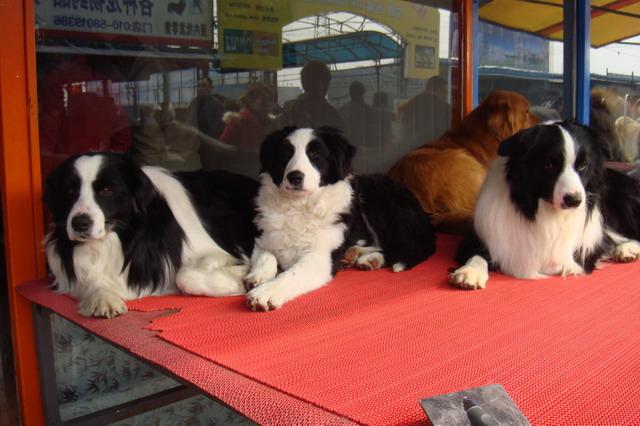 便宜的中型狗狗哪些值得入手,便宜的狗狗哪些值得入手