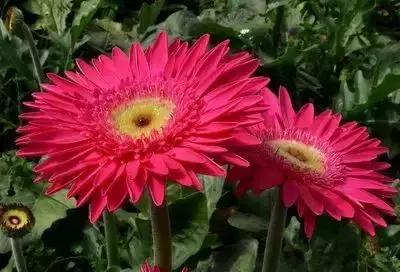 鲜花的100种花语,全部花草的花语