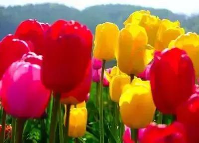 100种象征着爱情的花的花语,满天星花有几种颜色对应的花语