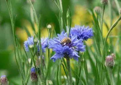 100种象征着爱情的花的花语,满天星花有几种颜色对应的花语