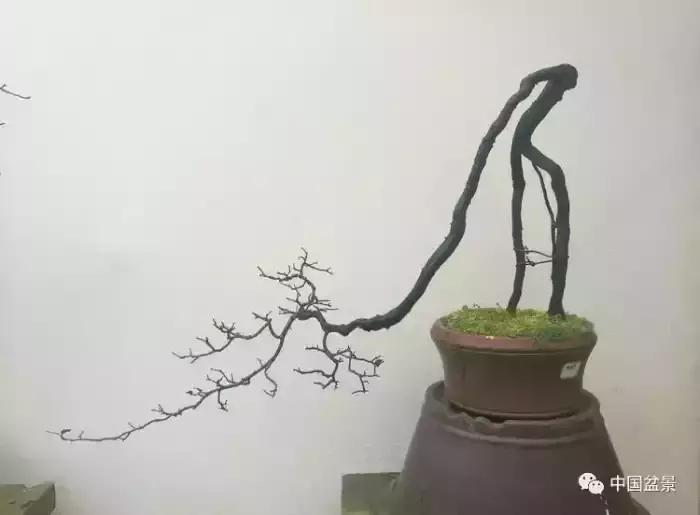 左世新金弹子盆景直播,左世新根艺金弹子