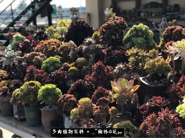 昆明精品多肉花园,昆明最好看的多肉花园