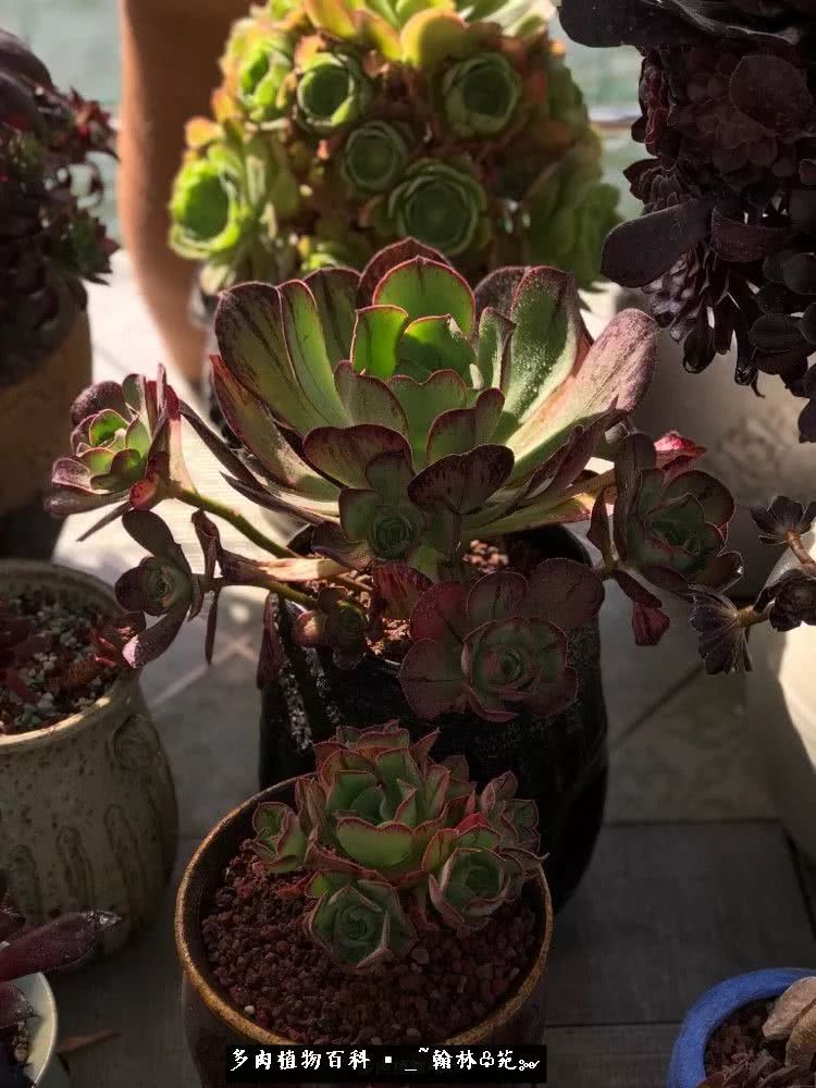 昆明精品多肉花园,昆明最好看的多肉花园