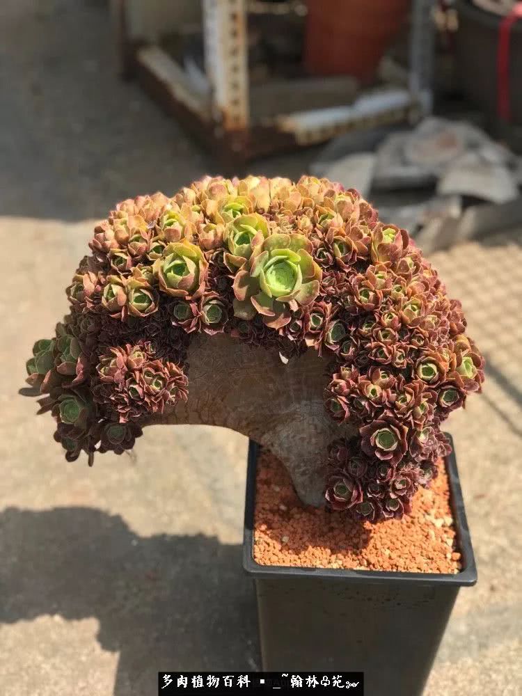 昆明精品多肉花园,昆明最好看的多肉花园