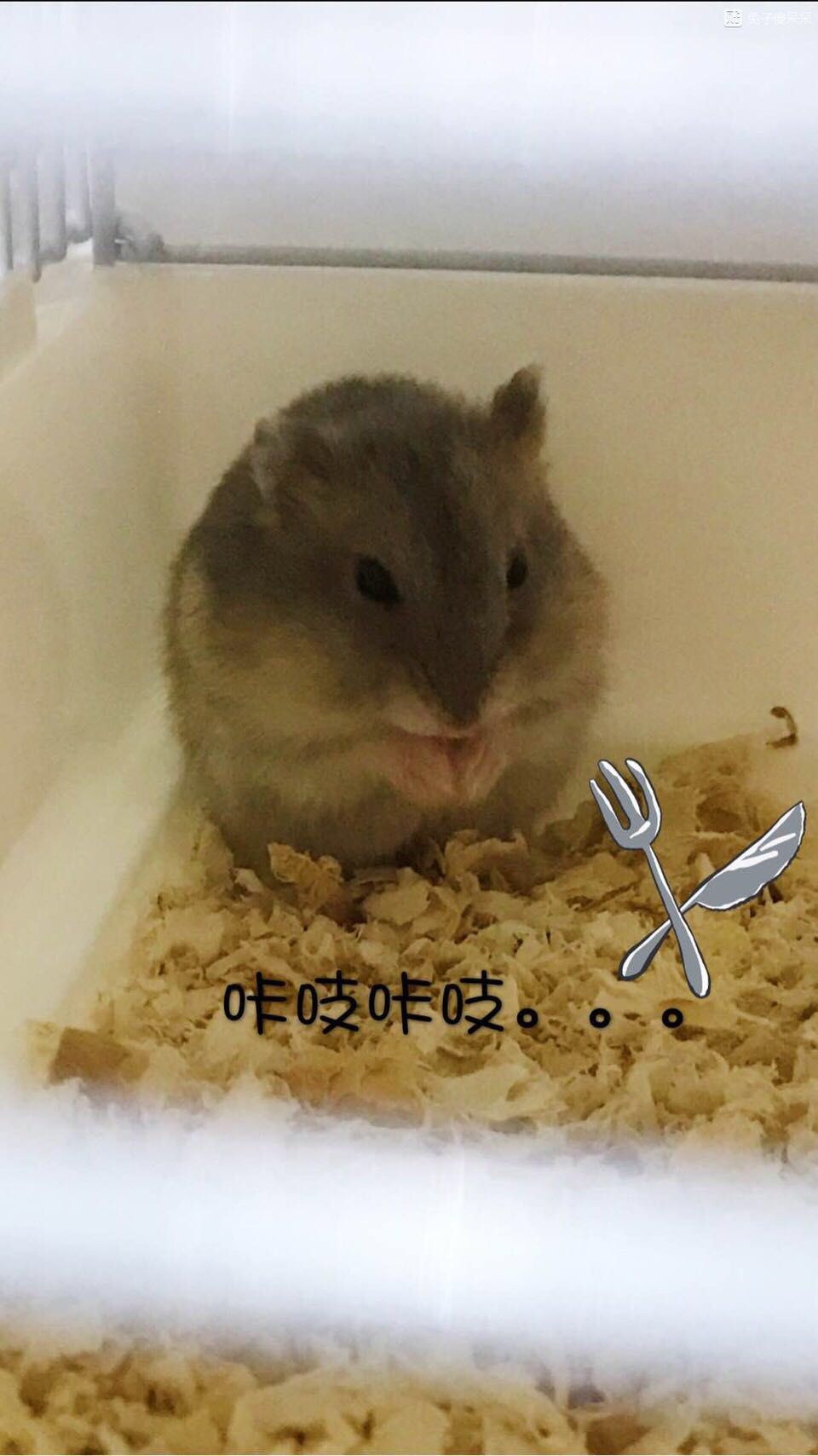 三只仓鼠游戏,三只仓鼠选什么笼子