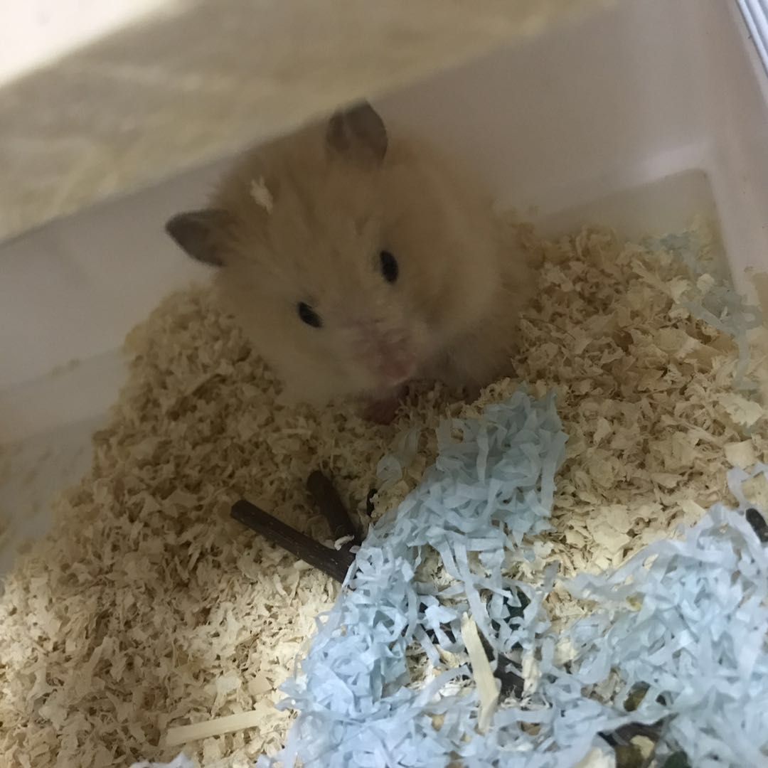 三只仓鼠游戏,三只仓鼠选什么笼子