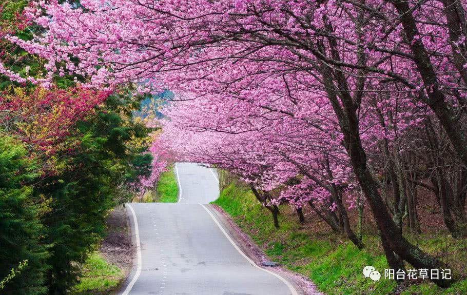 世界上最具代表5种国花,各国国花有哪些特点