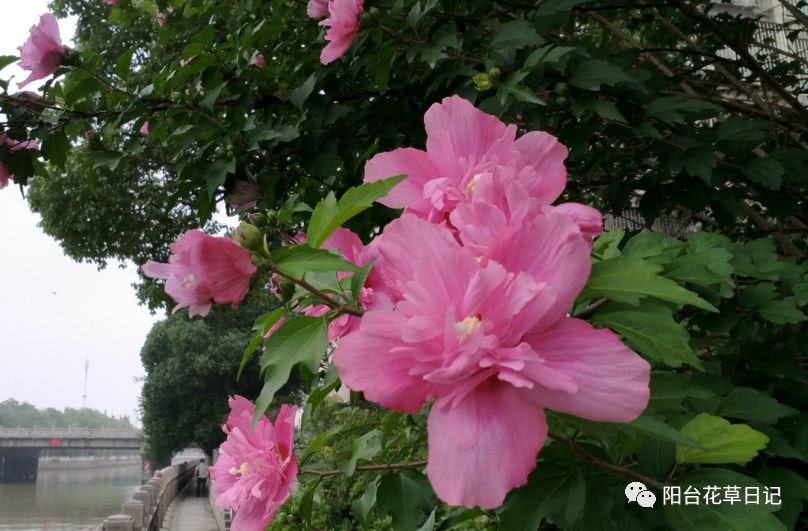 世界上最具代表5种国花,各国国花有哪些特点