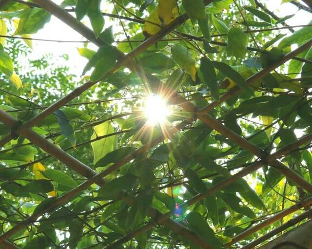 深圳海上田园怎么样,深圳海上田园景区