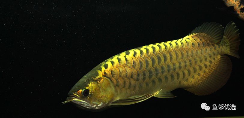 捕鱼大作战大富翁抽奖视频,养鱼大作战游戏