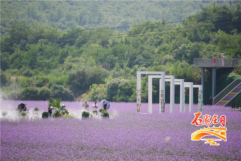 石家庄花田原乡小镇多彩花海,鹿泉花海拍摄地点