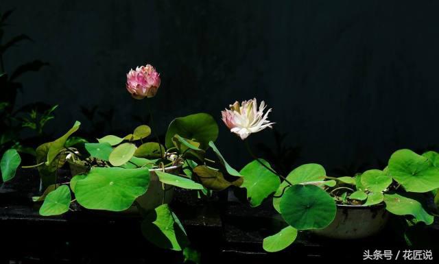 8月种碗莲,秋天种碗莲能开花吗