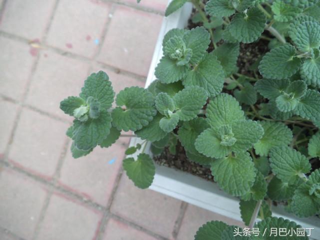 驱蚊草本薄荷植物怎么养,夏天养薄荷十大禁忌