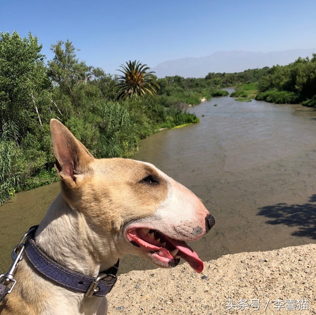 争强好胜不是错,牛头梗是狗中最厉害的一个
