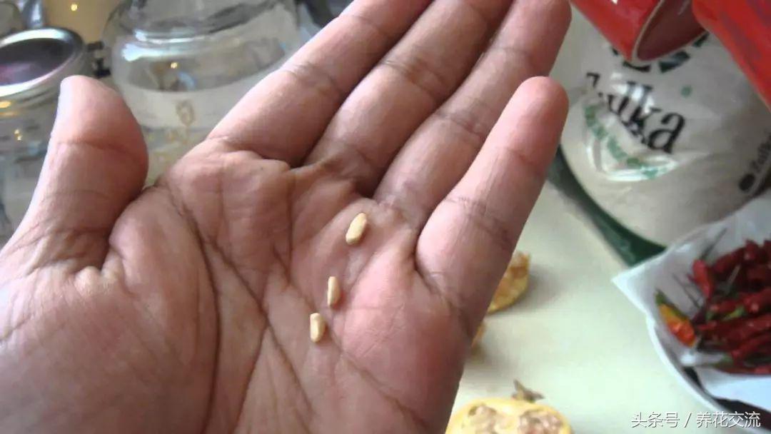 石榴的种子盆栽种植方法,石榴如何种植才可以开花结果