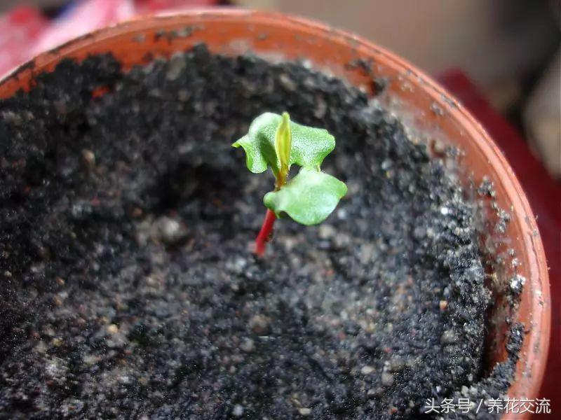 石榴的种子盆栽种植方法,石榴如何种植才可以开花结果