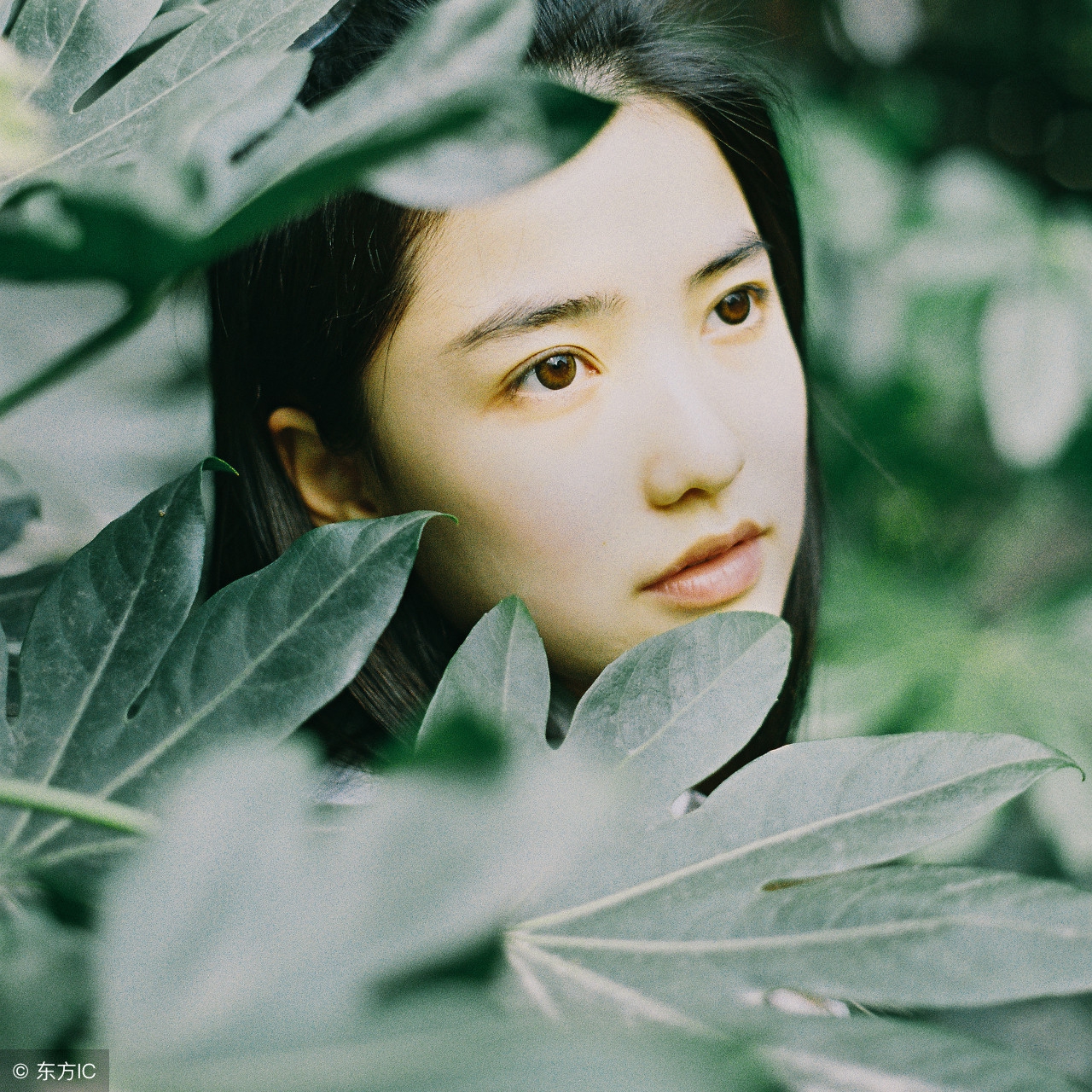 白芷的功效与作用是什么,白术白芍白芷功效与作用