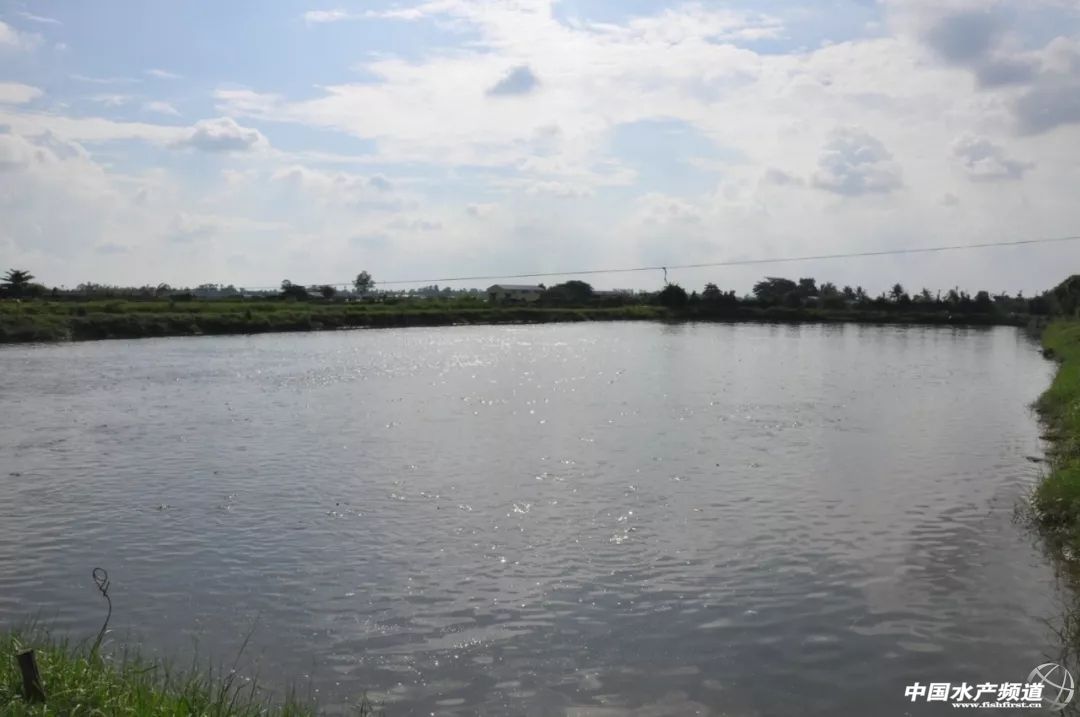 越南巴沙鱼产能,越南河内巴沙鱼工厂简介