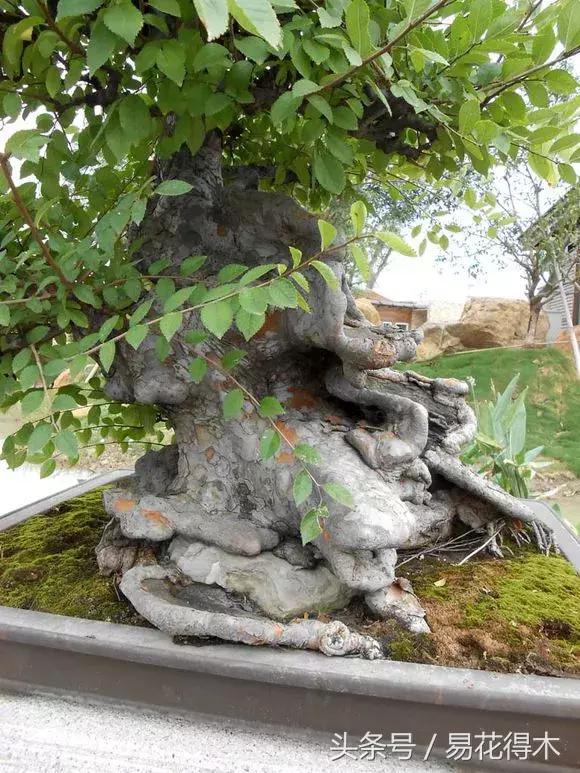 怎么区分榆树和榉树,怎么分辨榆叶梅和碧桃