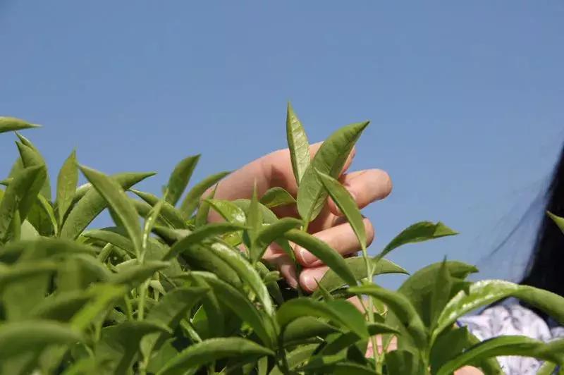 台湾乌龙茶品种介绍和分类,乌龙茶分类知识大全