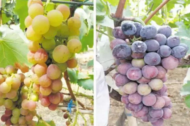 葡萄成熟掉果,葡萄快成熟时为什么果粒缩水掉料