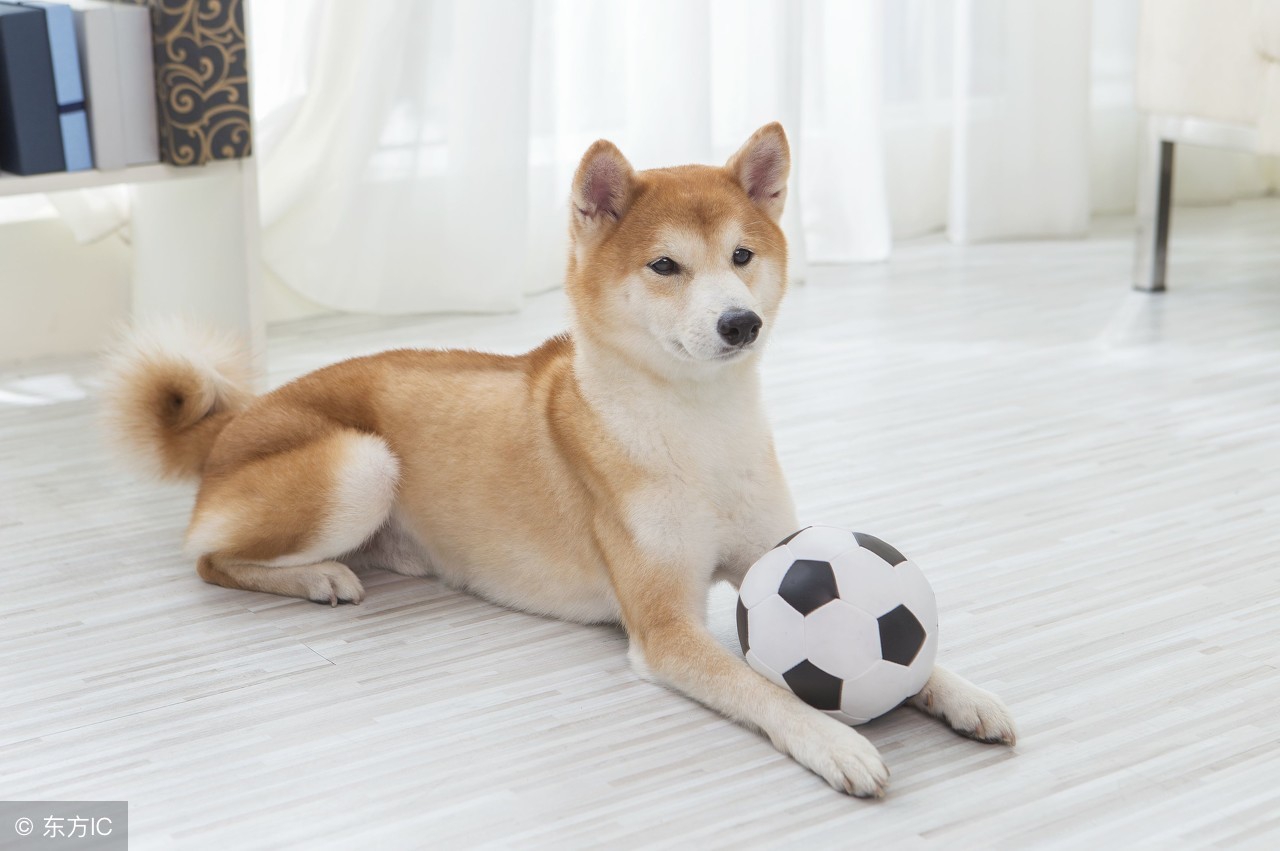 狗狗看世界杯激动的跳下来,狗怎么看世界杯