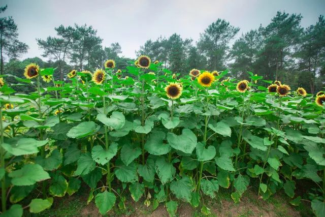 开奖｜林盘里、绿道上、花海间！20张石象湖门票花落谁家