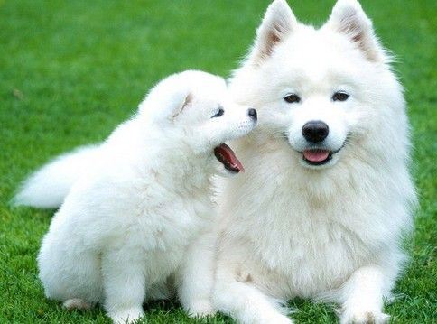 属狗六月出生的人最好,属狗农历6月出生的运势如何