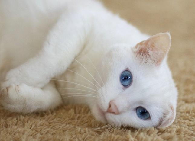 不好意思，猫主子必须要告诉你们真相了……揭秘神秘的CKD！