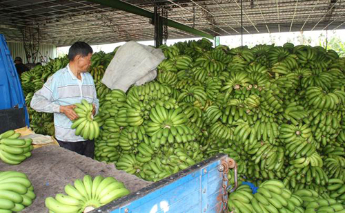水果价格暴跌原因分析,水果价格暴涨中间商该背锅吗