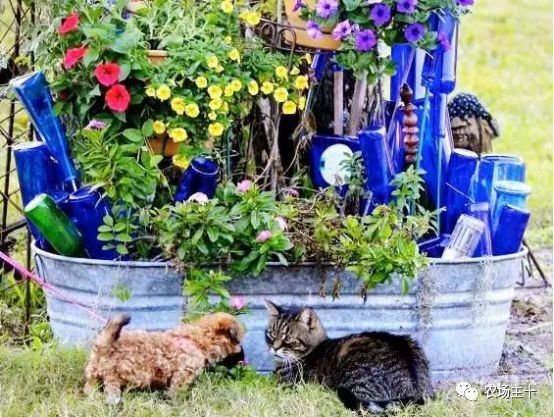 创意农业丨妙用瓶子,让你的农场不一样