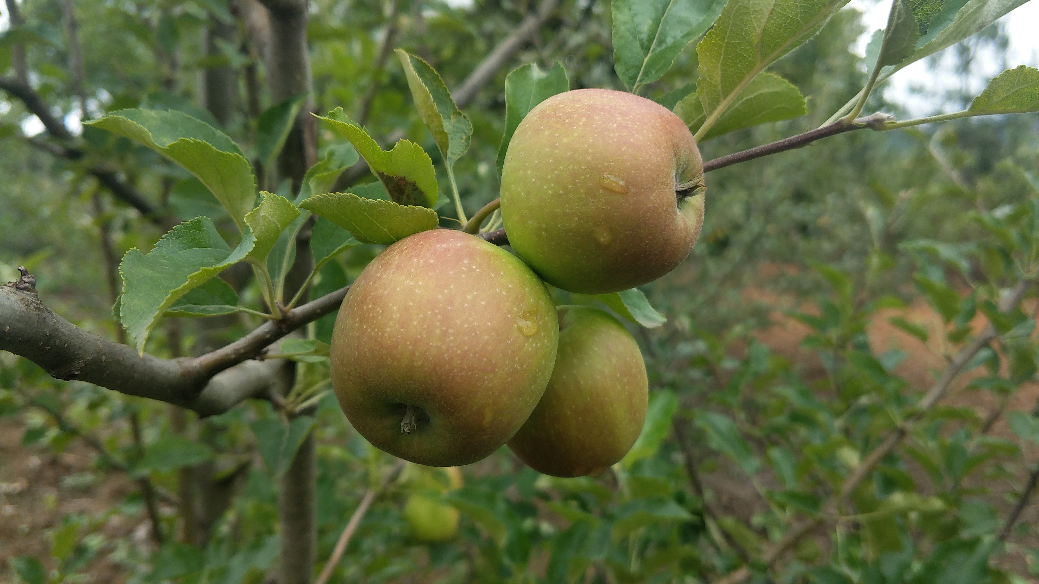 骑行进藏第51天,骑行第49天到拉萨
