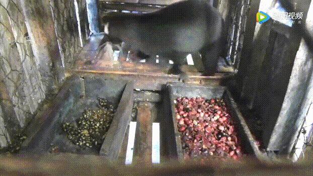 猫屎咖啡为什么昂贵,猫屎咖啡背后的残酷真相