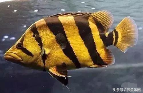 虎鱼一般都会得什么病,虎鱼常见的疾病有哪些