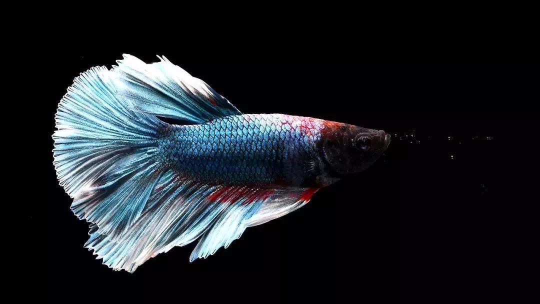 斗鱼靓仔,斗鱼小仔