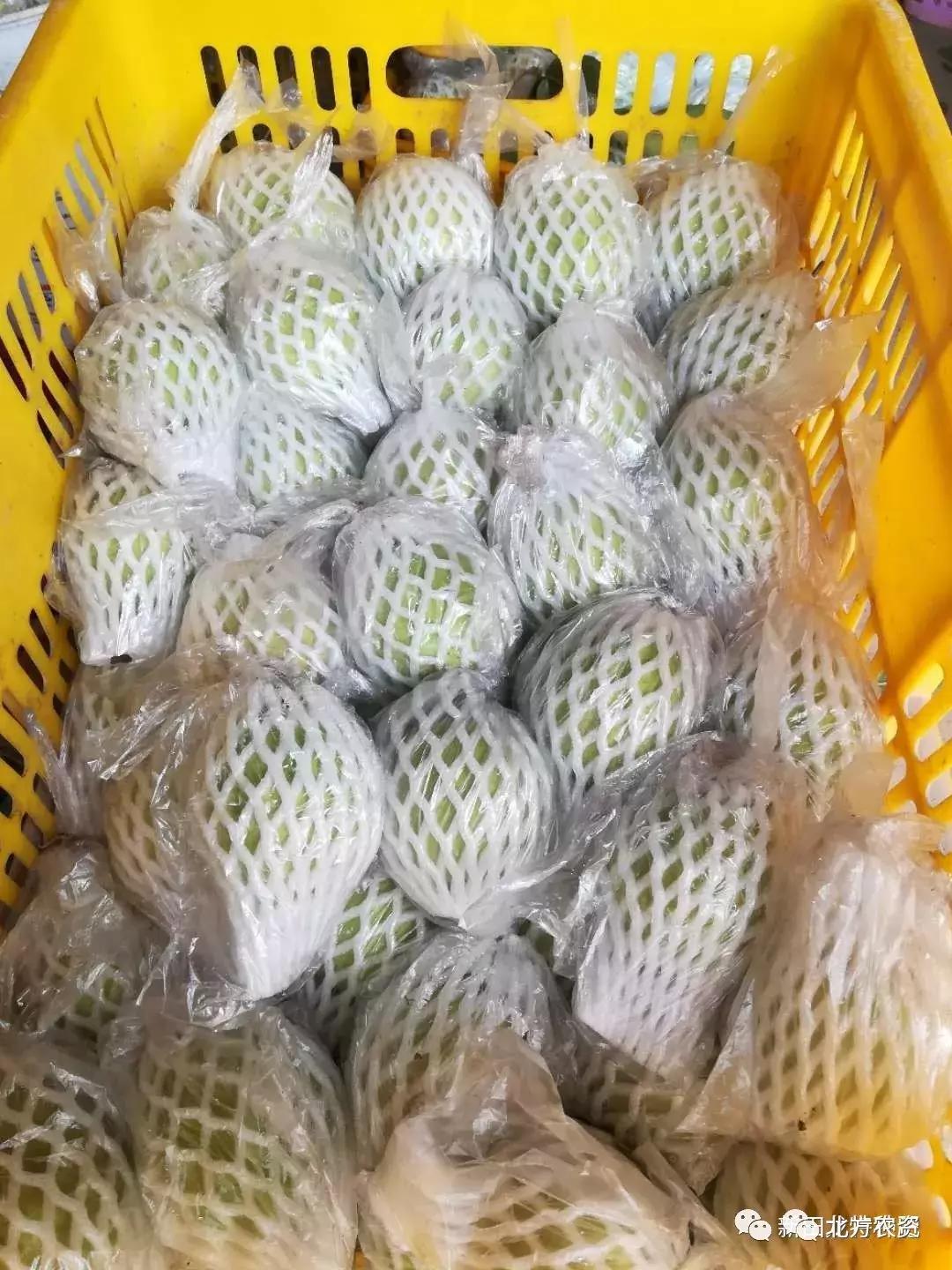 种植番石榴能赚到钱吗,种植番石榴一亩挣多少钱