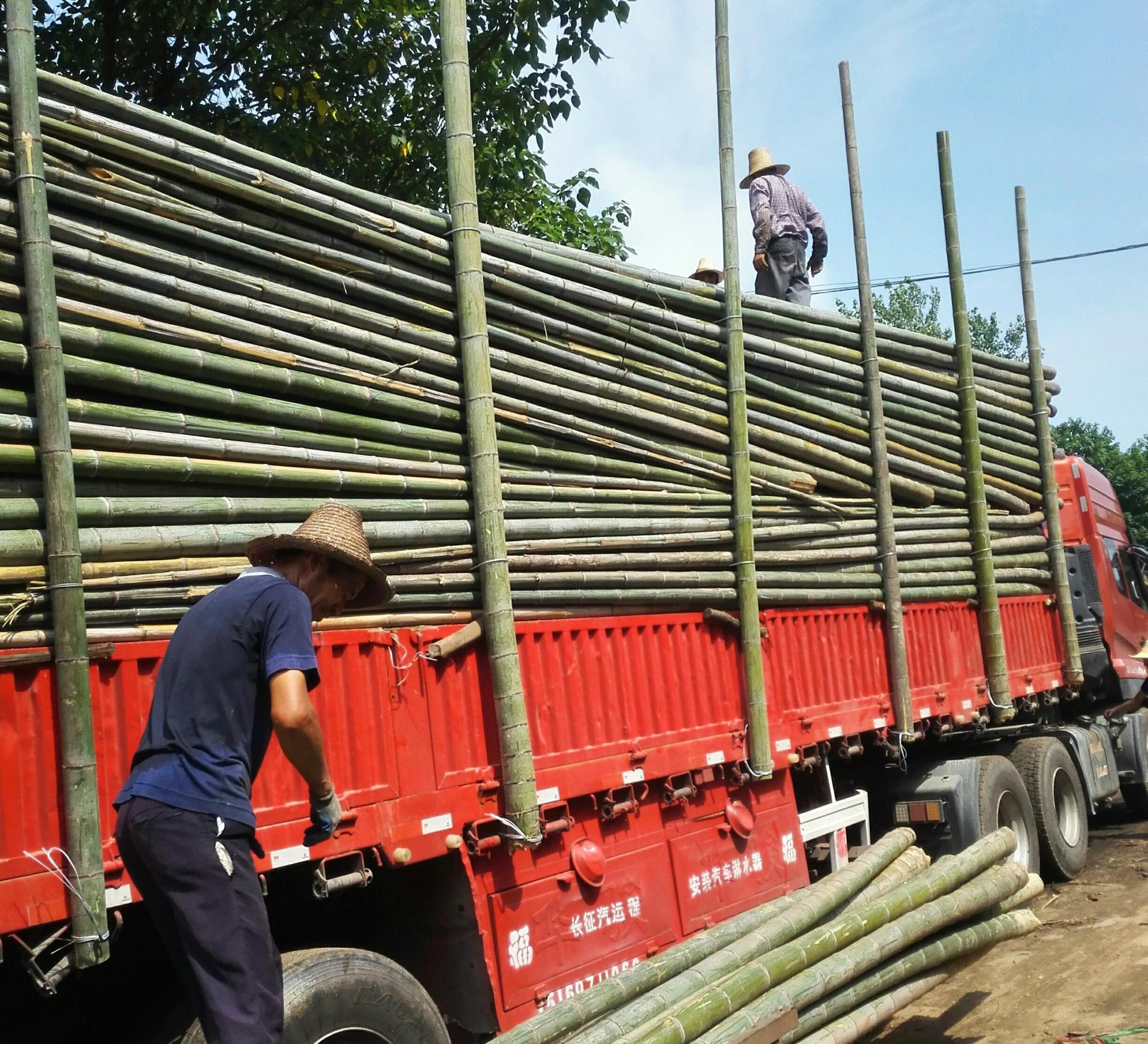 一年四季都产笋的竹,什么竹子笋最高产