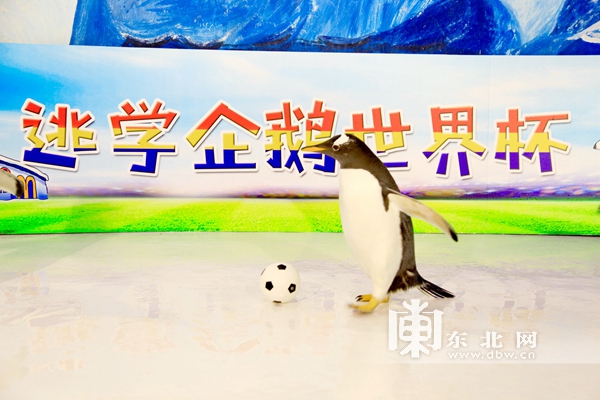 哈尔滨极地馆的逃学企鹅馆,哈尔滨极地馆逃学企鹅冰淇淋