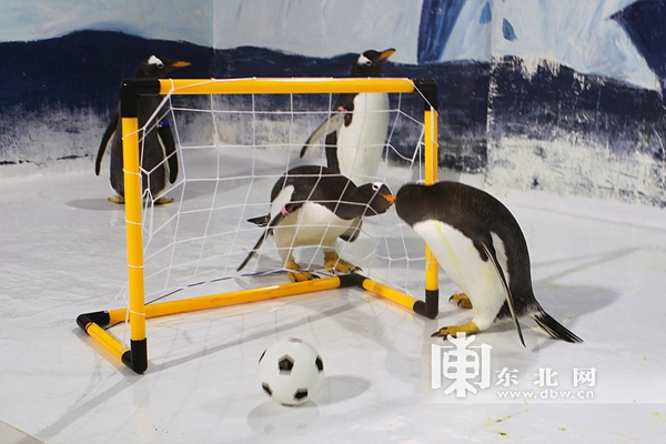 哈尔滨极地馆逃学企鹅直播,哈尔滨极地公园逃学企鹅馆