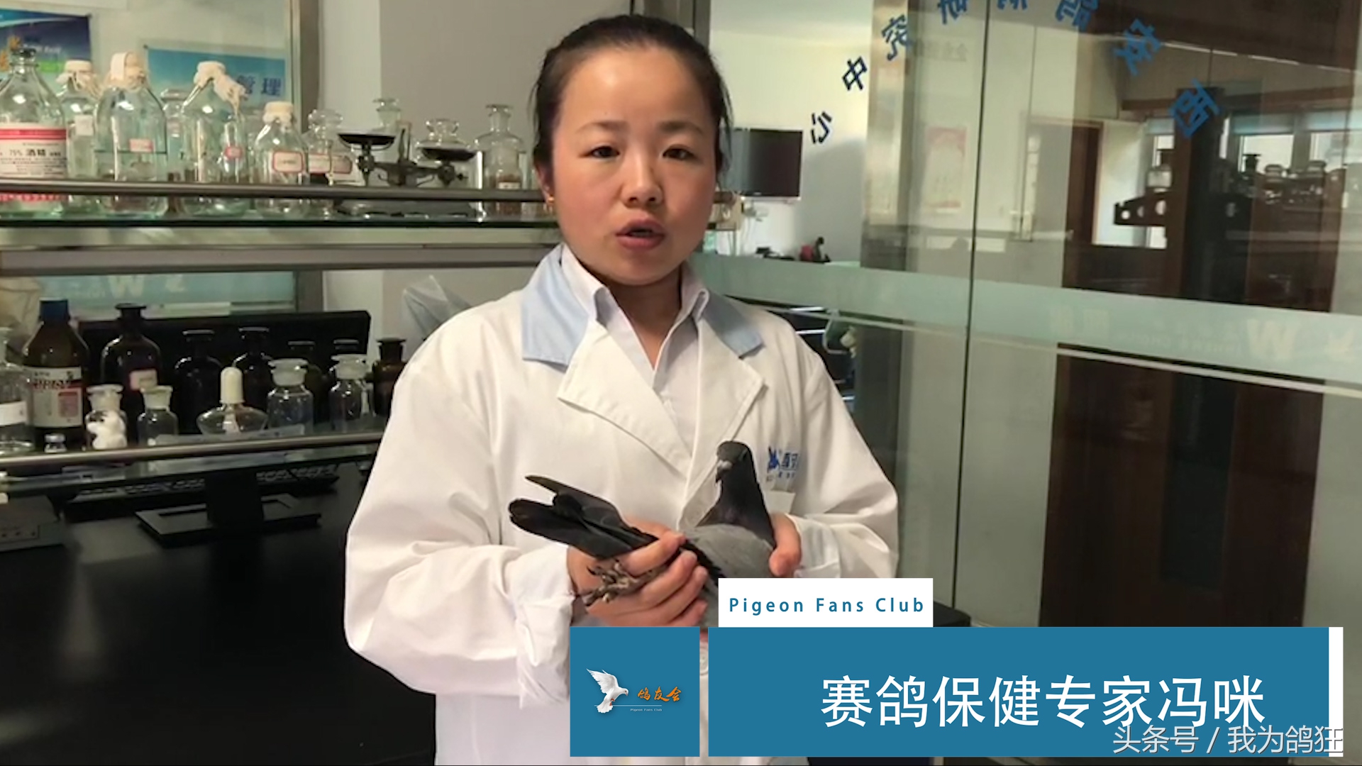 赛鸽医院专家三天治愈病幼鸽赛手重上赛场祝它赛场摘金夺银