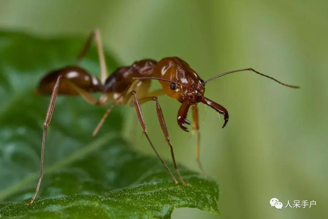 虫虫也能学会“踢球”，这难道是要参加世界杯的节奏？