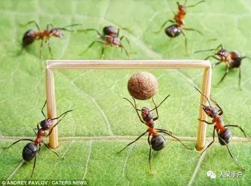 虫虫也能学会“踢球”，这难道是要参加世界杯的节奏？