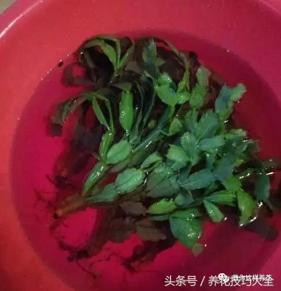 蟹爪兰长得好好的就断了怎么回事,蟹爪兰花谢了怎么处理才能复花